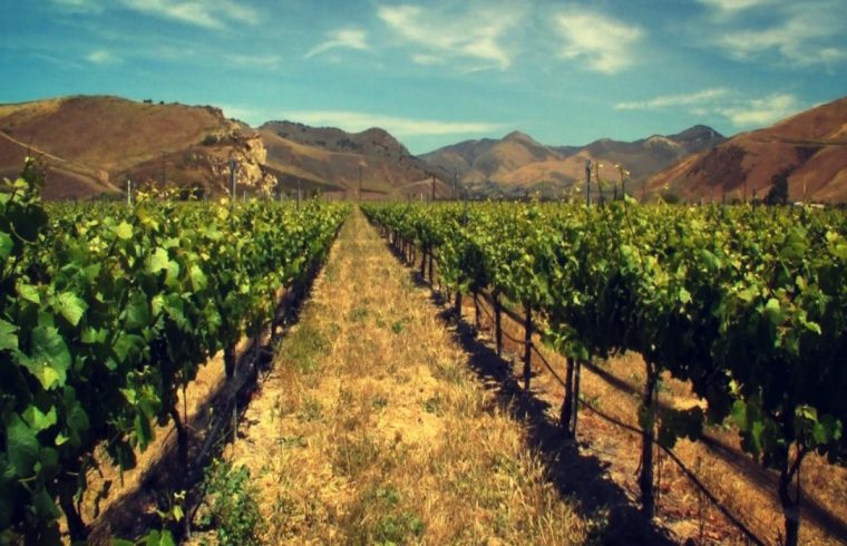 Une vue panoramique sur un vignoble de Californie avec les montagnes en arrière-plan.