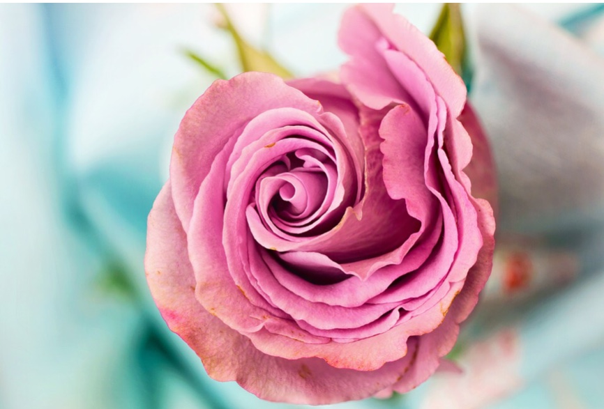 Un gros plan d'une rose rose sur un tissu bleu, symbolisant la spiritualité et la créatrice.