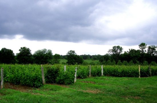 Une belle aventure de viticulture au Domaine des Salamandres, sous un ciel nuageux québécois.