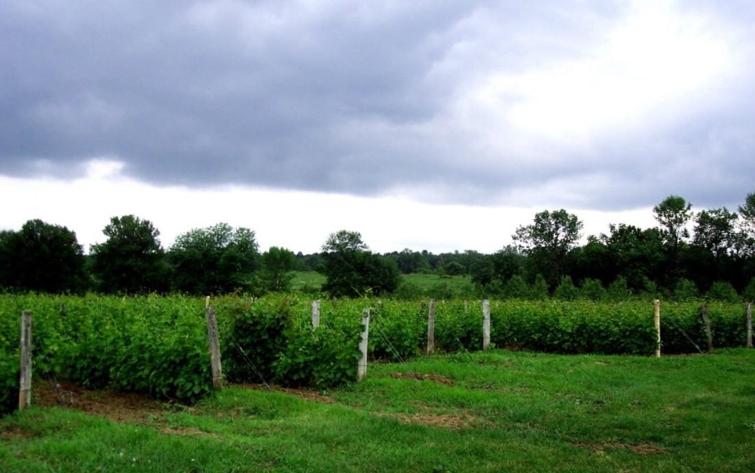 Une belle aventure de viticulture au Domaine des Salamandres, sous un ciel nuageux québécois.