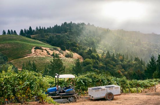 Un tracteur Cabernet-Sauvignon descend une colline dans un vignoble.