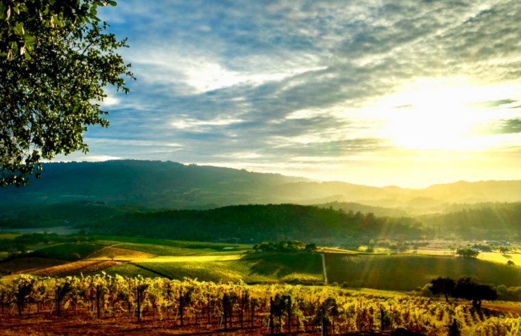 Le soleil se lève sur un vignoble franciscain en Californie.