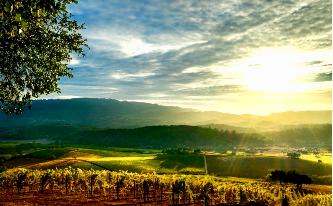 Le soleil se lève sur un vignoble franciscain en Californie.