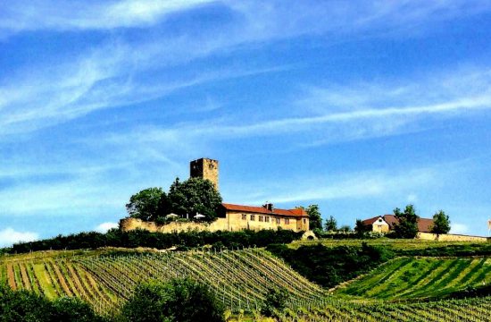Le Weingut Burg Ravensburg, un vignoble bio connu pour son Riesling exceptionnel, est niché au sommet d'une colline à côté de vignobles luxuriants.