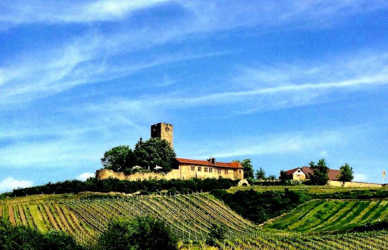 Le Weingut Burg Ravensburg, un vignoble bio connu pour son Riesling exceptionnel, est niché au sommet d'une colline à côté de vignobles luxuriants.
