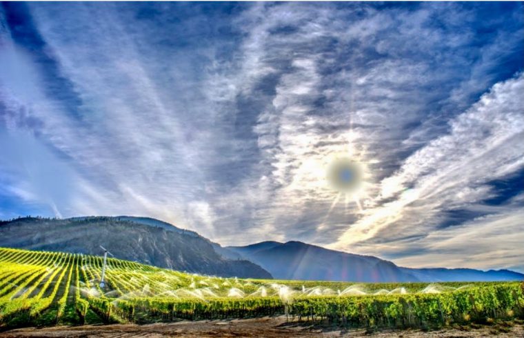 Le soleil brille sur le vignoble Shiraz 2015 de Sunrock Vineyards, en Colombie-Britannique.