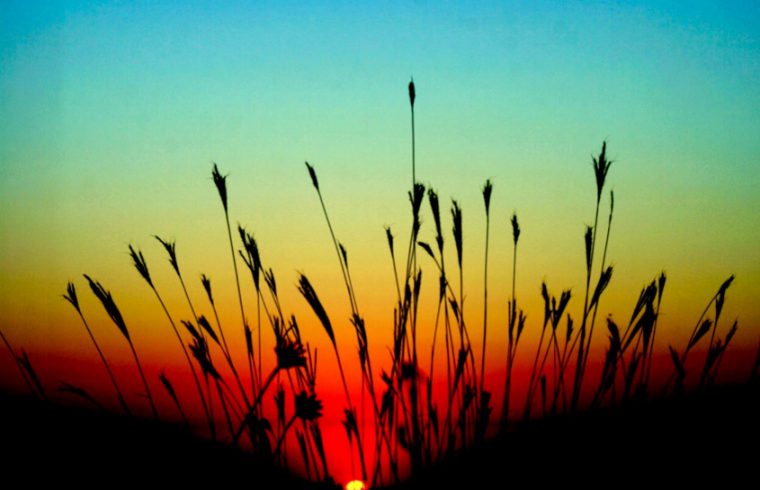 Un coucher de soleil coloré illumine une silhouette d’herbes hautes, évoquant un sentiment de spiritualité créatrice.