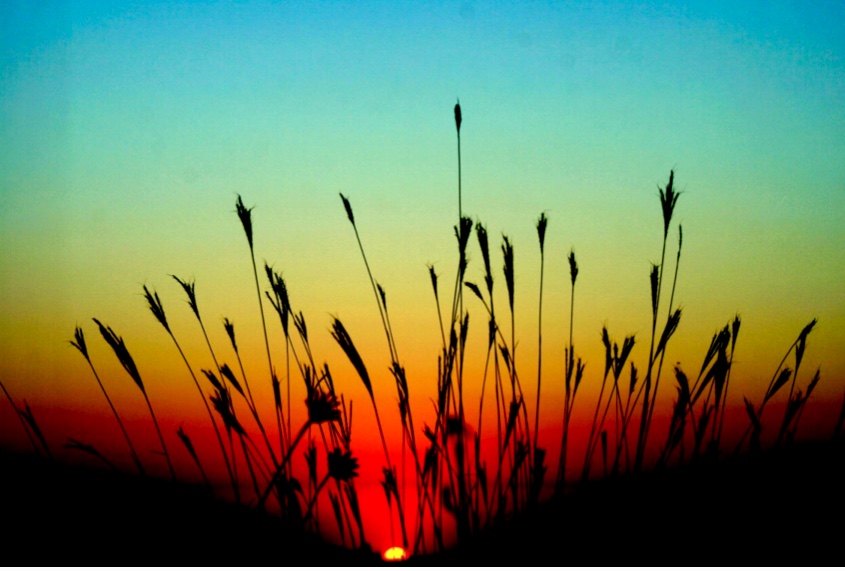 Un coucher de soleil coloré illumine une silhouette d’herbes hautes, évoquant un sentiment de spiritualité créatrice.