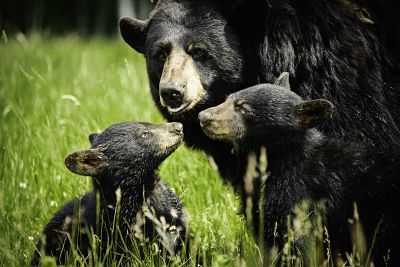 Deux ours noirs avec leurs petits dans l'herbe.