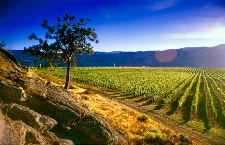 Un domaine viticole à couper le souffle niché parmi les majestueuses montagnes de Black Sage.