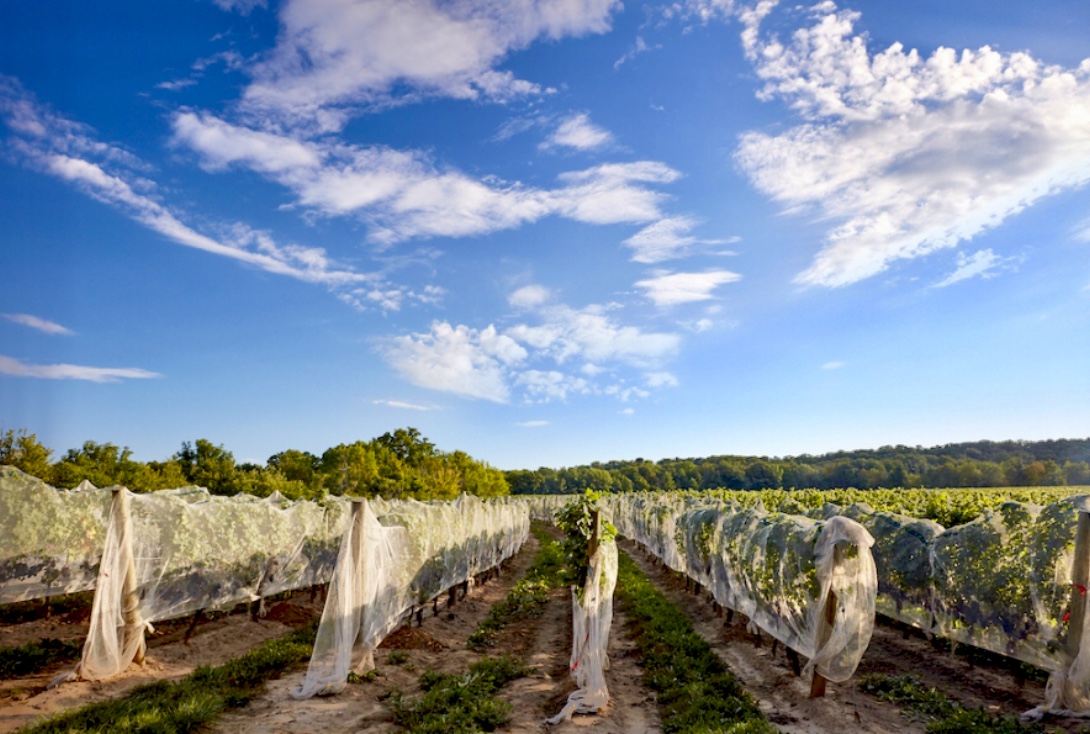 Le Clos Jordanne : Un vignoble avec des rangées de raisins sous un ciel bleu.
