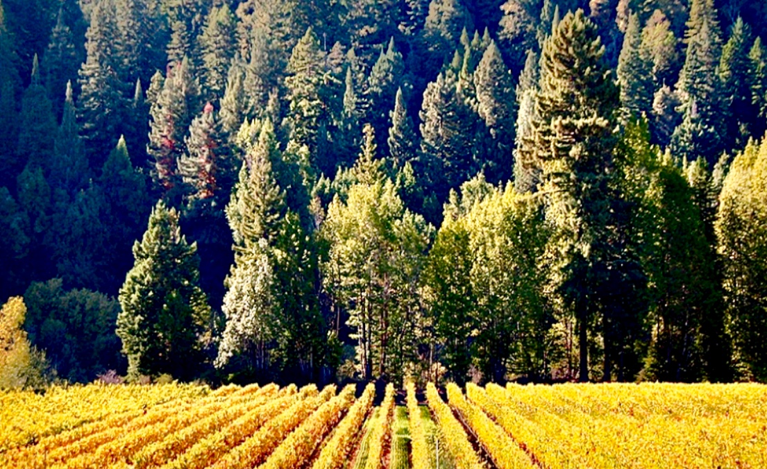 Un champ de vigne avec une bouteille de vin Tom Gore au premier plan et des arbres en arrière-plan.