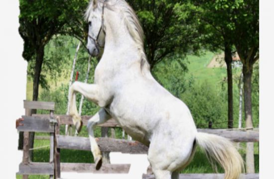 Un cheval blanc saute élégamment par-dessus une clôture avec grâce.