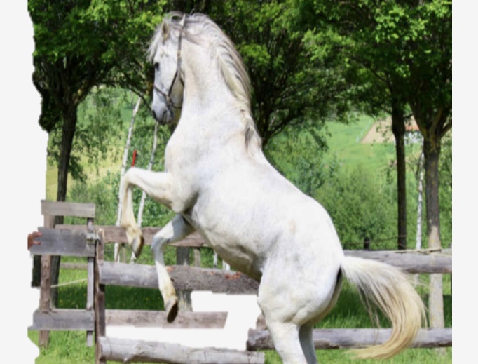 Un cheval blanc saute élégamment par-dessus une clôture avec grâce.
