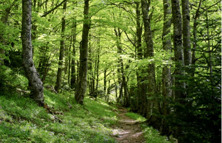 Un chemin verdoyant serpentant à travers une forêt verdoyante.