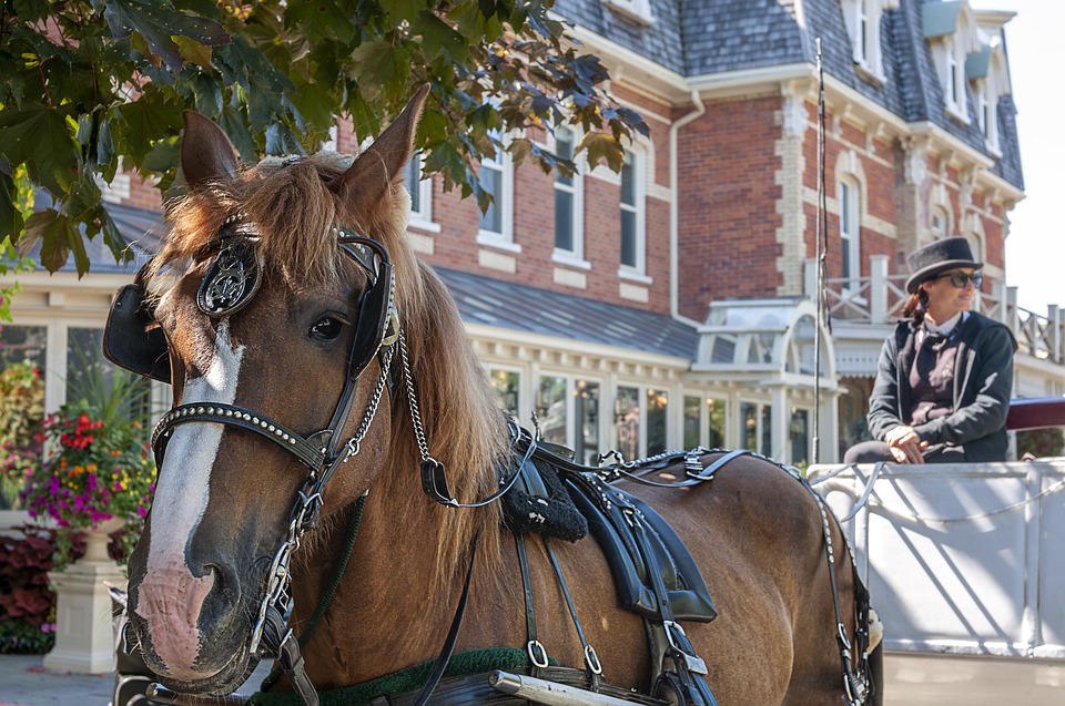 Un cheval tirant une calèche lors d'un retour à Montréal, démontrant la beauté du bon sens.