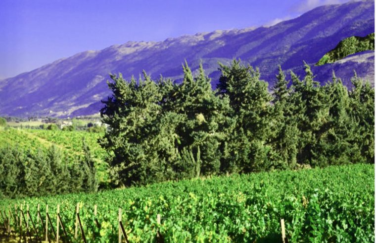 Un vignoble avec des arbres et des montagnes en arrière-plan, produisant des vins libanais de qualité.