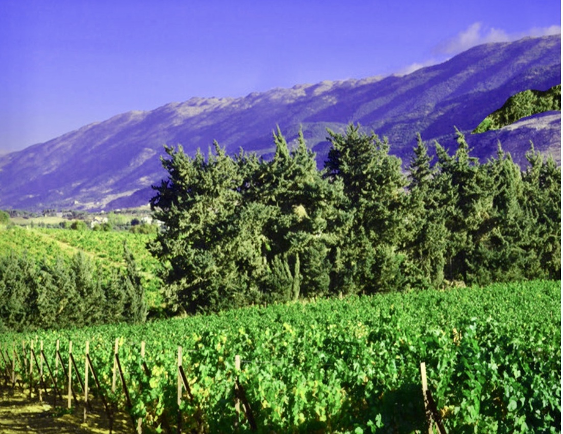 Un vignoble avec des arbres et des montagnes en arrière-plan, produisant des vins libanais de qualité.