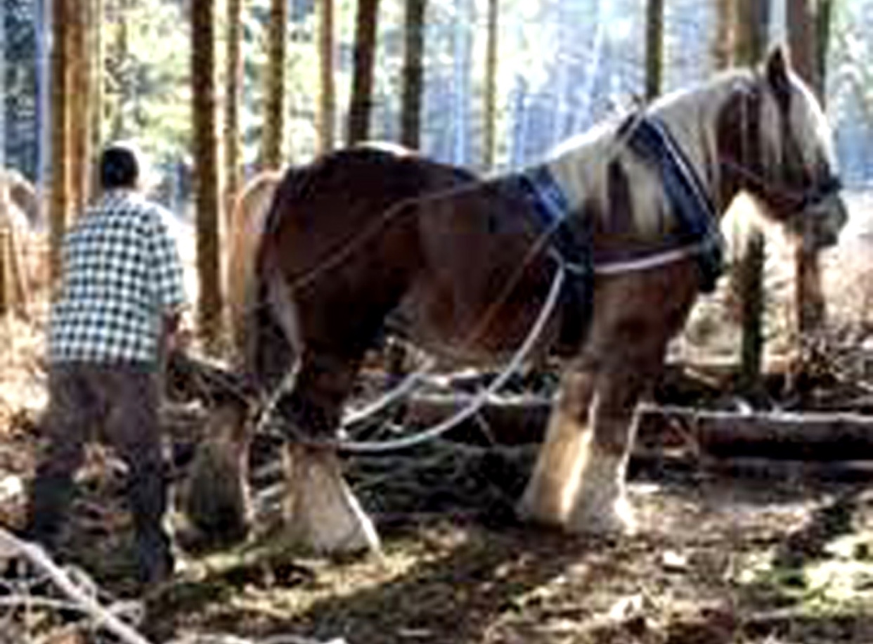 Un homme navigue dans les bois en tirant un cheval.