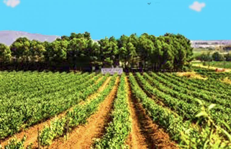Un paysage viticole pittoresque mettant en vedette un vignoble avec des arbres en arrière-plan.