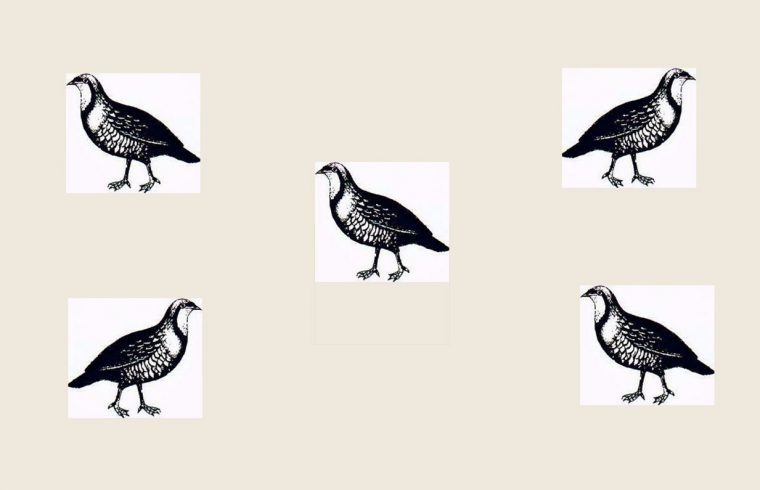 Quatre oiseaux noirs et blancs sur fond blanc.