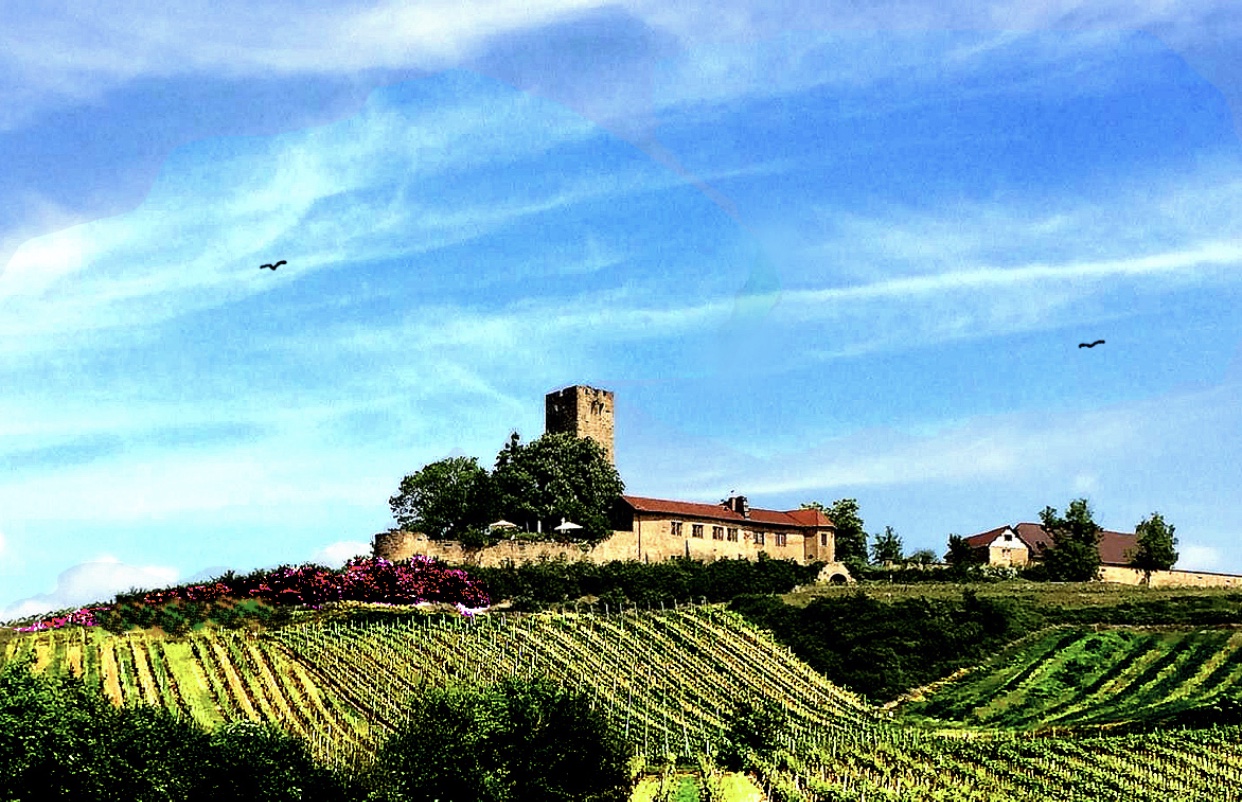 Un vignoble de Vins surmonté d'un château.