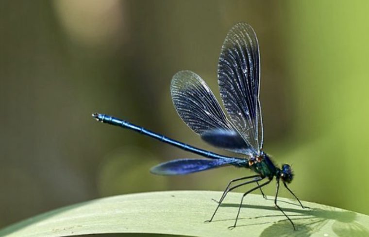 Une libellule bleue est perchée sur une feuille verte luxuriante, dégageant un sentiment de nouvelle tranquillité.