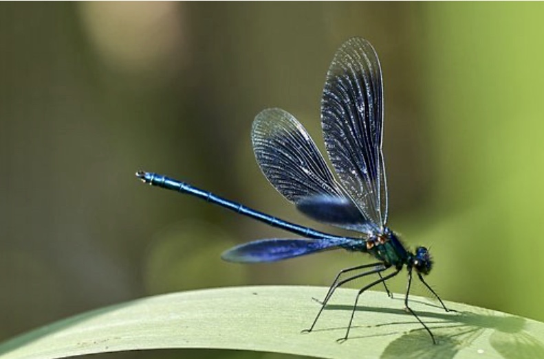 Une libellule bleue est perchée sur une feuille verte luxuriante, dégageant un sentiment de nouvelle tranquillité.