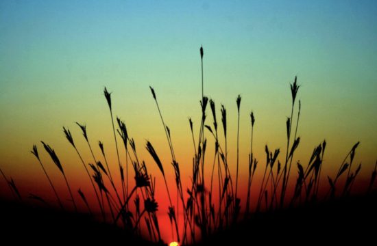Une silhouette d’herbes hautes sur un coucher de soleil évoque un sentiment de philosophie spirituelle.