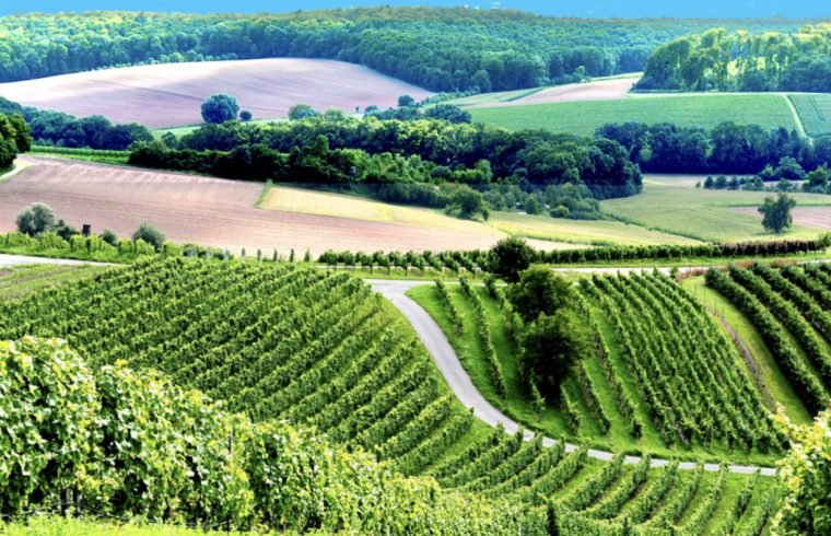 Une vue remarquable sur un vignoble de la campagne badoise.
