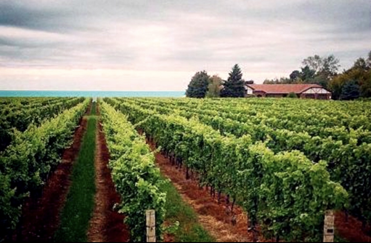 Un vignoble au milieu d'un champ avec l'océan en arrière-plan, produisant des vins Vin de cépage allemand.