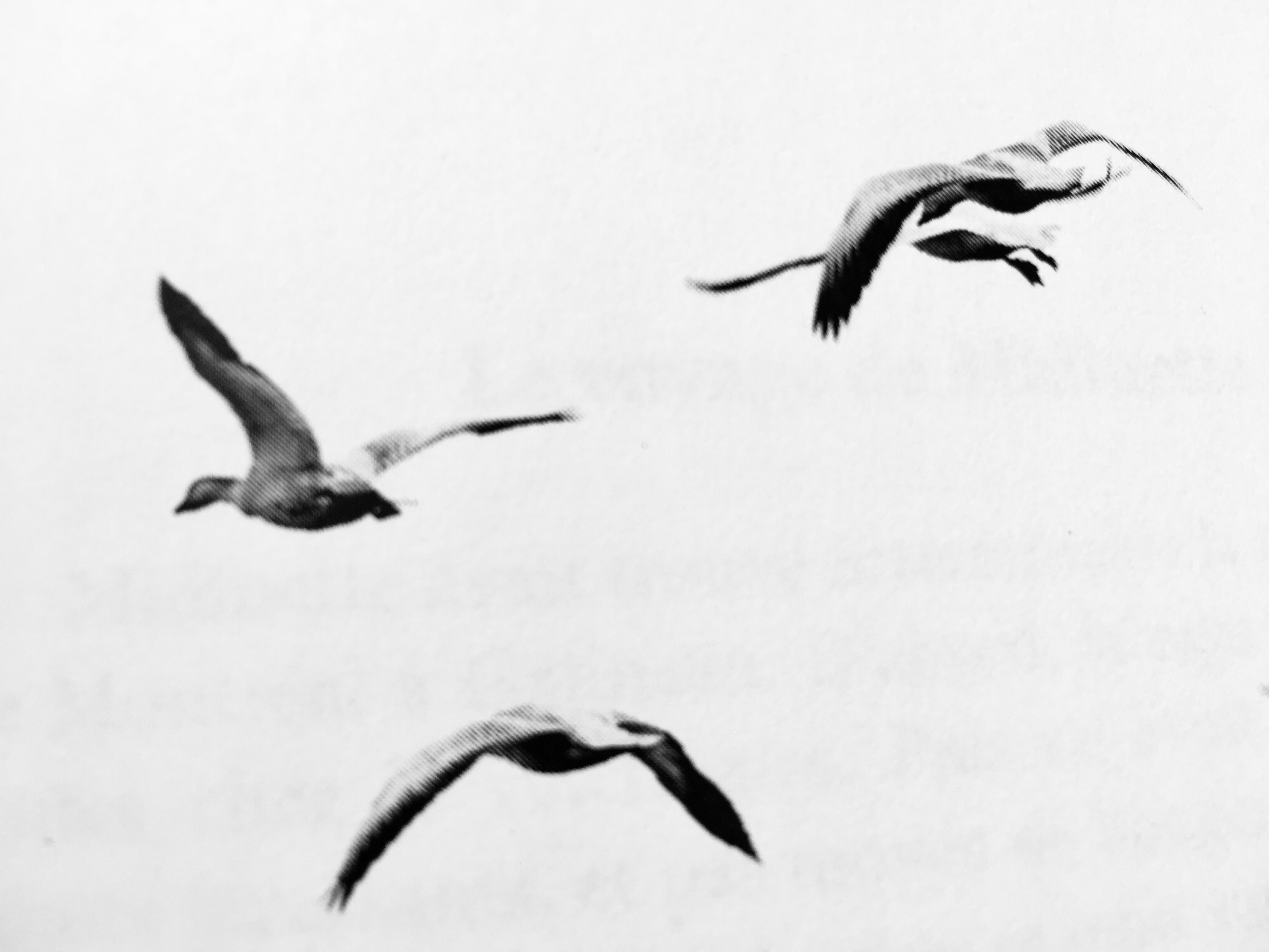 Nouveaux oiseaux volant en groupe.