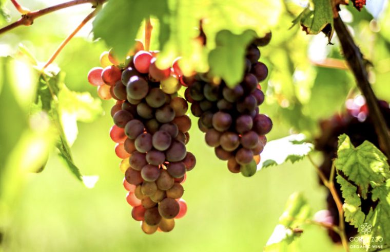 Une grappe de raisin sur une vigne, cultivée pour les vins naturels.