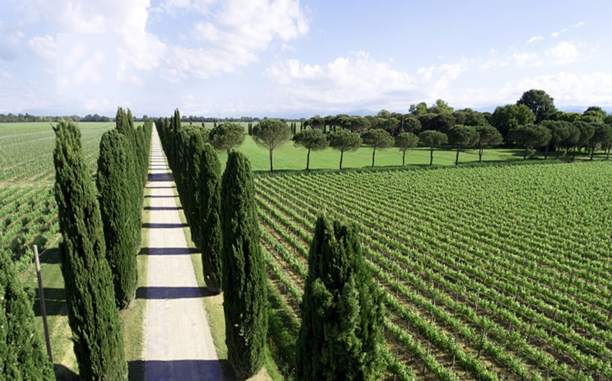 Une vue aérienne d'un vignoble de cyprès, mettant en valeur les magnifiques vignes de Prosecco.