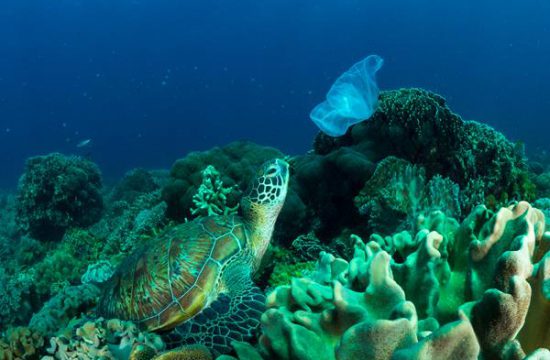 Une tortue ingère un sac plastique dans son milieu marin.