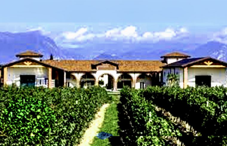 Une image d'un vignoble avec des montagnes en arrière-plan mettant en valeur la beauté des vins.