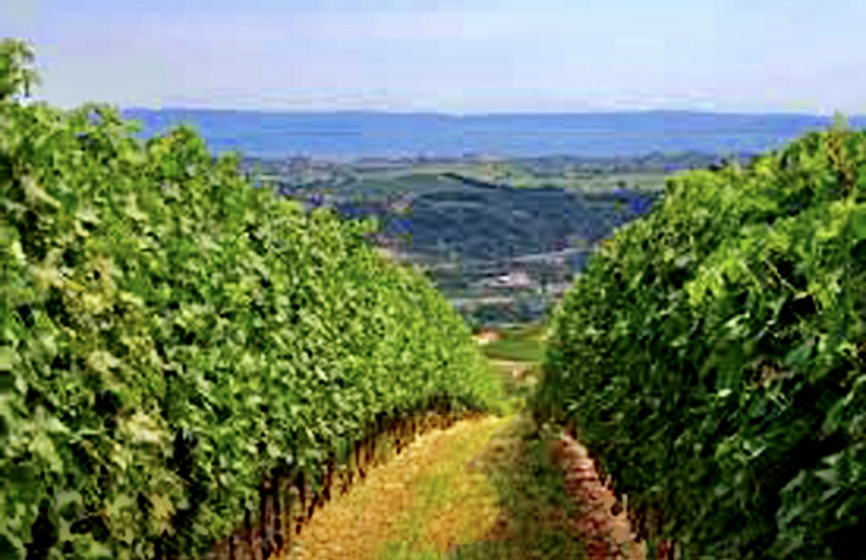 Un vignoble en rangs de vignes, produisant des vins d'exception.