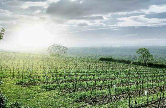 Une image d'un champ de vigne avec des arbres en arrière-plan de Vins d'Allemagne.