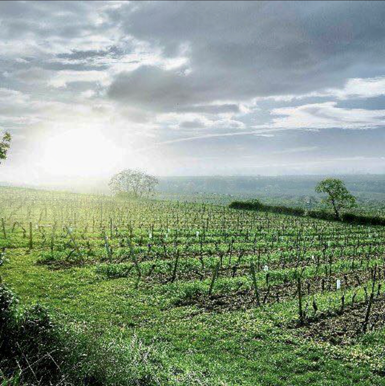 Une image d'un champ de vigne avec des arbres en arrière-plan de Vins d'Allemagne.