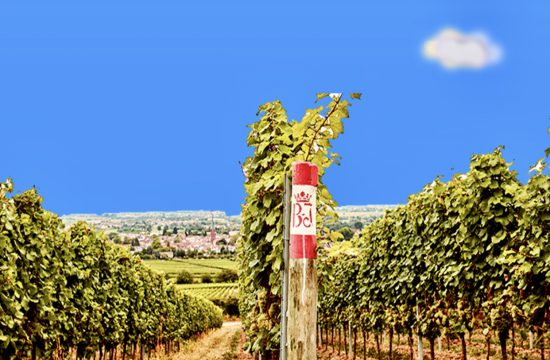 Un vignoble de raisins avec une pancarte au milieu annonçant "Vins d'Allemagne".