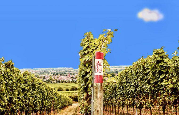 Un vignoble de raisins avec une pancarte au milieu annonçant "Vins d'Allemagne".