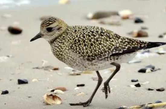 Un petit oiseau marchant sur la plage avec des coquillages tout en portant une tenue de sport.