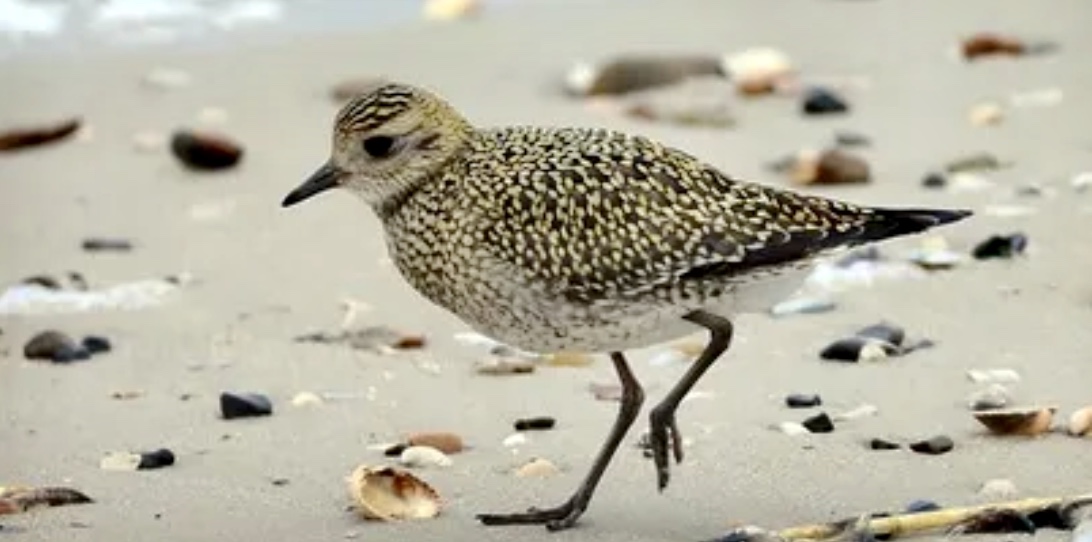 Un petit oiseau marchant sur la plage avec des coquillages tout en portant une tenue de sport.