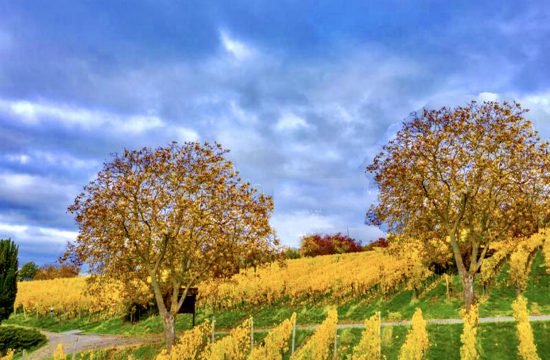 Deux arbres Vins allemands à flanc de colline sous un ciel nuageux.