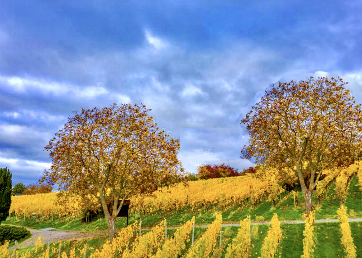 Deux arbres Vins allemands à flanc de colline sous un ciel nuageux.