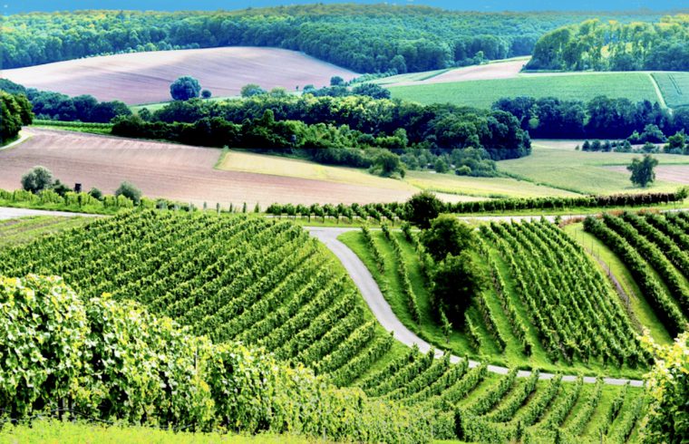 Un vignoble pittoresque avec une route et des arbres luxuriants offrant un aperçu du monde des vins allemands.