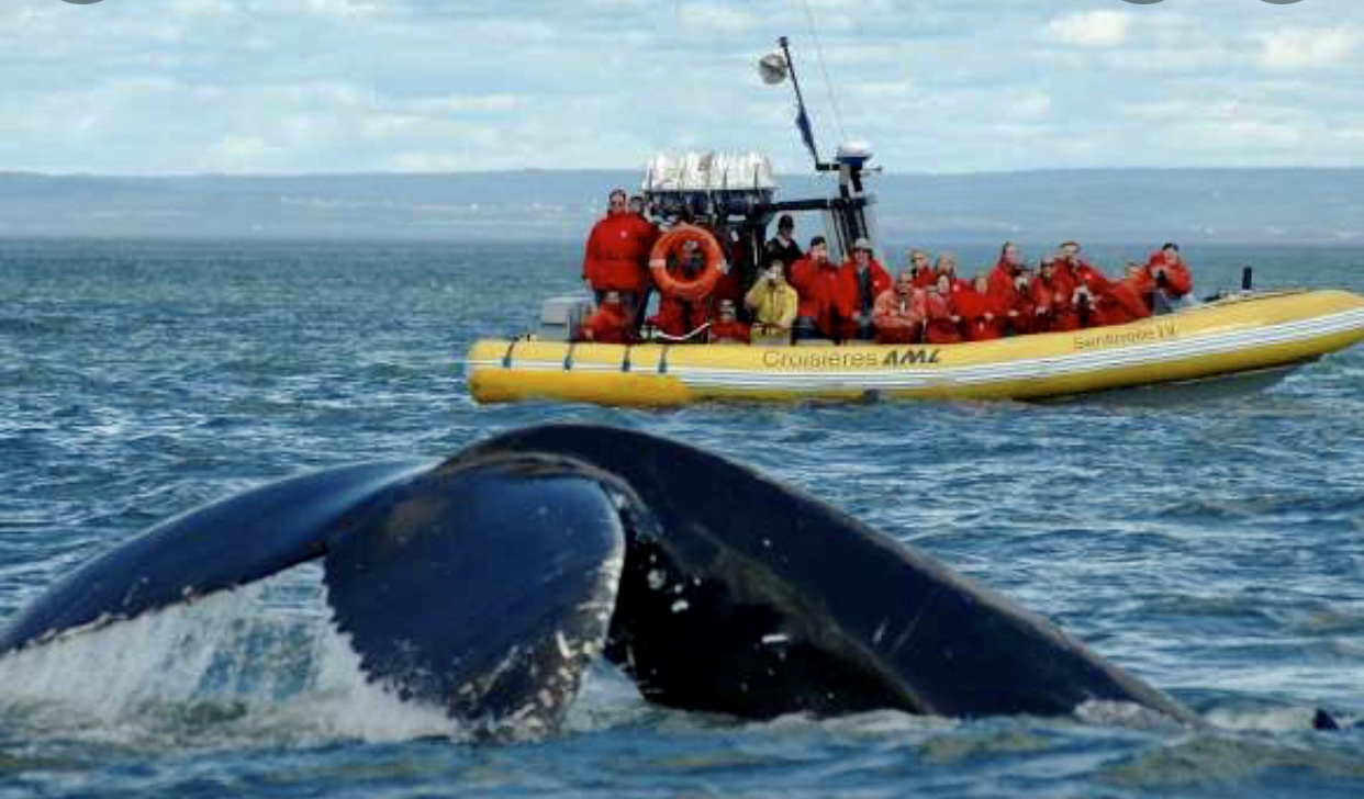 Un groupe de personnes sur un bateau observant une baleine à bosse au Saguenay.