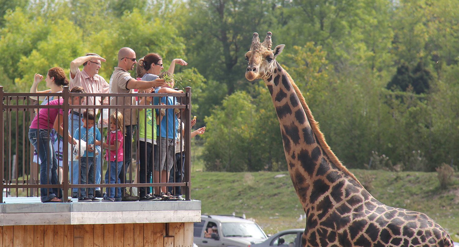 Un groupe de personnes observant une girafe au Parc Safari.