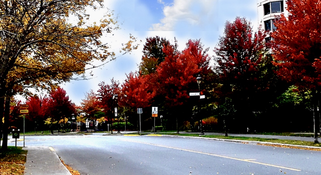 Une rue pittoresque bordée d’arbres ornés de feuilles rouge vif.
