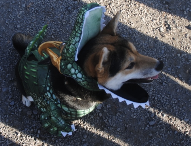 Un chien habillé en crocodile avec une touche d'humour.